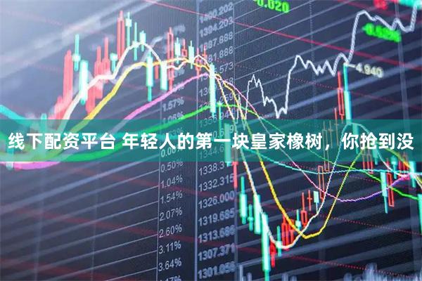 线下配资平台 年轻人的第一块皇家橡树，你抢到没